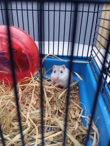 Hamster c/ gaiola