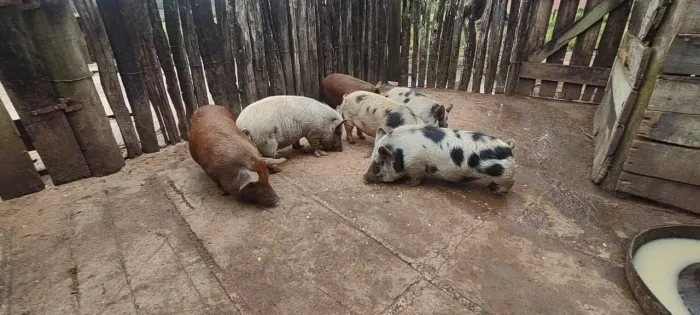 Vendo Mini Porco Fêmea