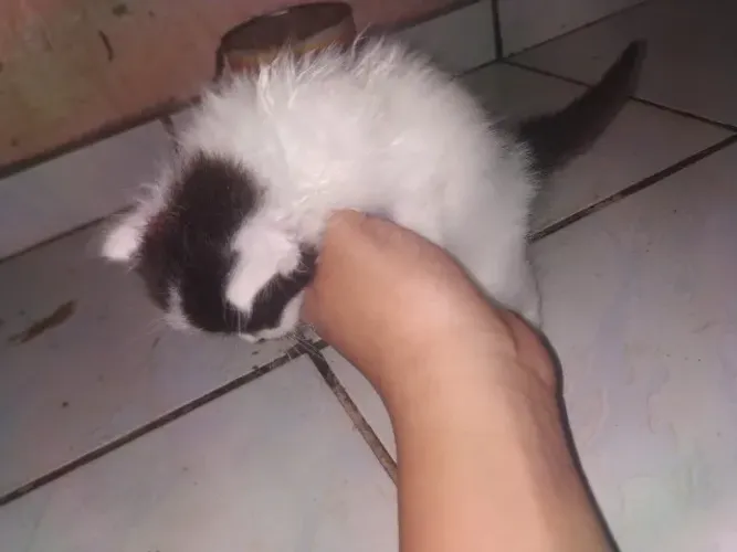 Dois gatos rebaixados
