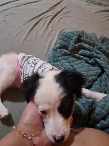 doação cachorra