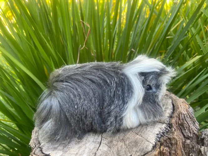 PORQUINHO-DA-ÍNDIA - PERUANO PEDIGREE + MICROCHIP LINHAGEM EUROPEIA IMPORTADA EM 2018