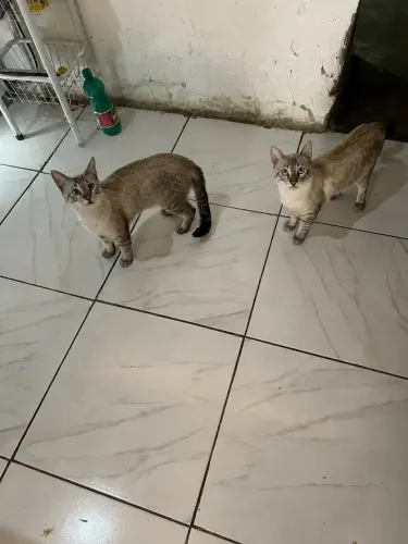 Animais