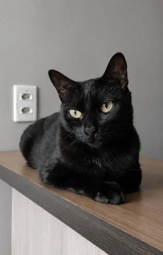 Gata preta, castrada