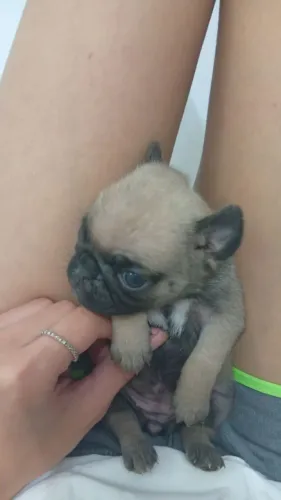 Vendo filhotes da raça Pug 