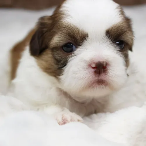 Lhasa Apso/ Dócil por natureza