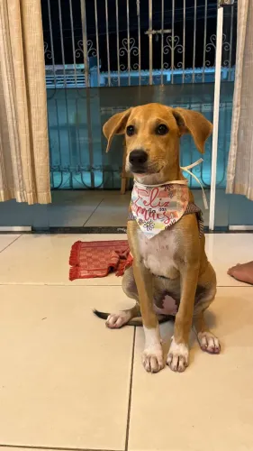 Doação de cachorro 