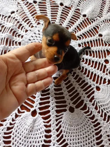 Pinscher macho n 0