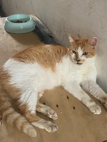 Adote um Gato