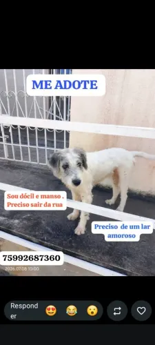 Doando poodle macho dócil carinhoso só faz xixi e cocô fora de casa