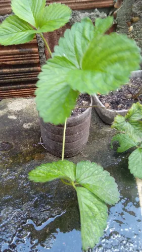 Muda de morango