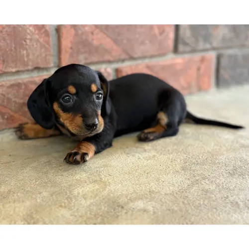 Dachshund: Filhote corajoso é esperto.