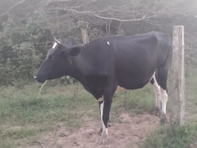 Vaca primeira cria