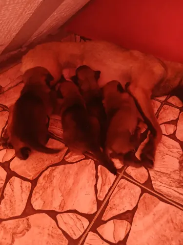 Filhote cachorro pra vender raça pastor belga