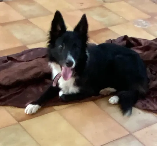 Border collie fêmea