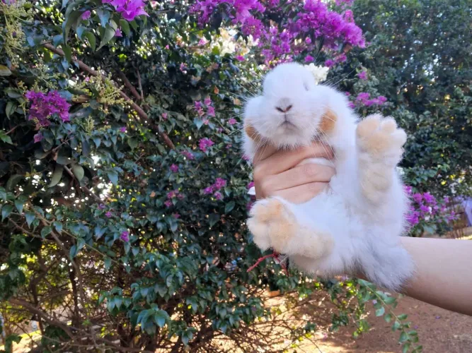 Coelhos mini lop
