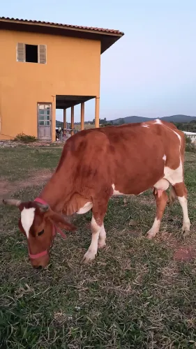 Vaca prenha