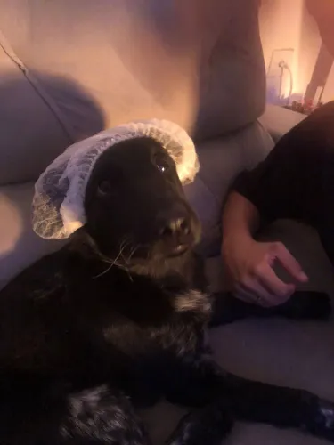 Adoção de pet filhote