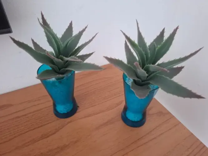 Planta suculenta artificial decorativa dois unidades