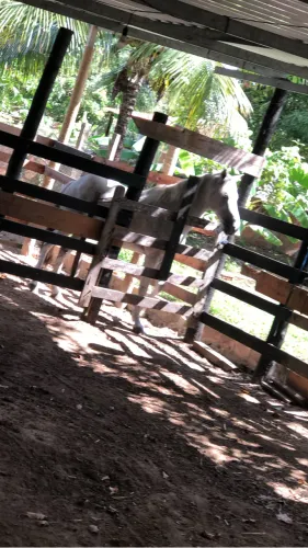 Vendo cavalo 