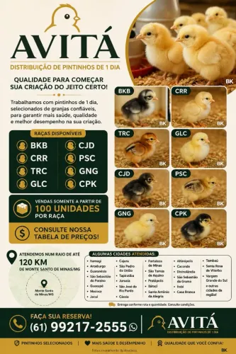 Pintinhos de 1 dia vacinados
