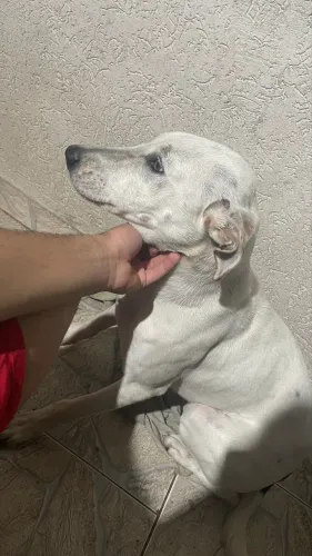 Doação de cachorra