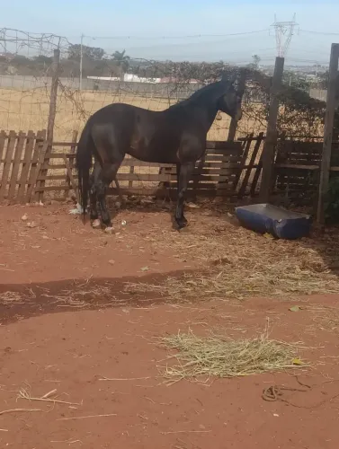Vendo cavalo argentino trotador