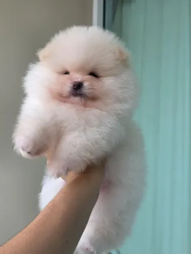 Lulu da pomerania-spitz alemão