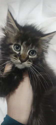 bebê macho Maine coon 