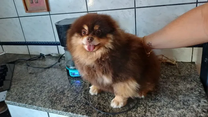 Procuro fêmea da raça spitz para cruzar