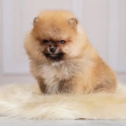 Filhotes de Spitz Alemão Anão - Pedigree CBKC, Vacinas V10 e Ótima Linhagem