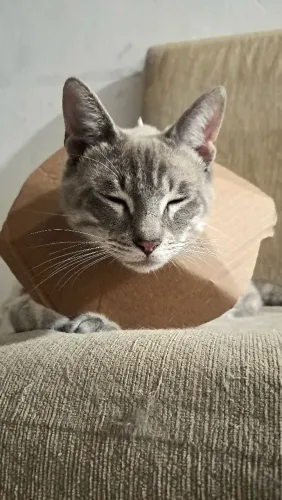 Felino Castrado 7 meses (super dócil, ama um carinho)