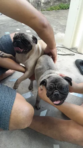 Estou atrás de uma femia pra cruzar um filhote ou 500 reais