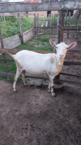 3 cabras saanem PO para abate! Imperdível !!!