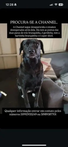 Cão filhote labrador preto (tipo)procuro