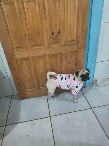 Pug atrás de um machinho para cruzar 