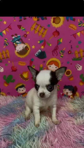 Chihuahua fêmea- Pelo curto 