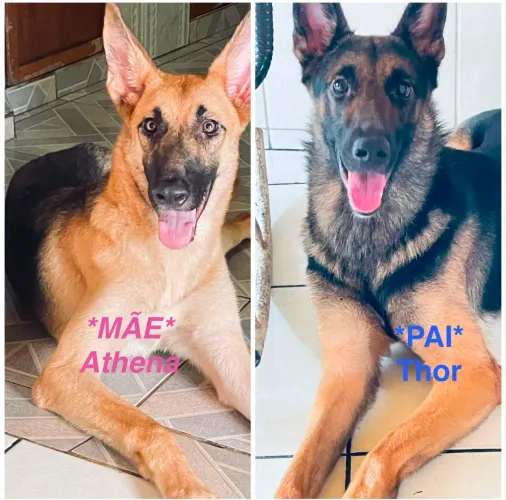 Filhotes de pastor alemão a venda