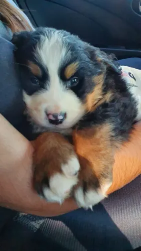 O cão mais dócil e bonito á sua espera!