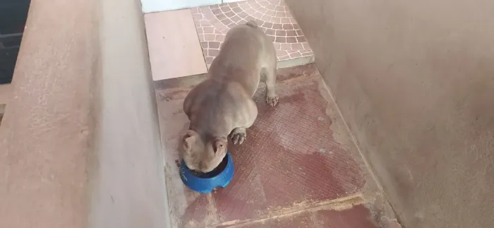 Bully micro