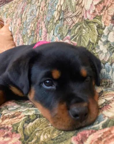 Rottweiler Fofura de quatro patas pronta para encontrar você!
