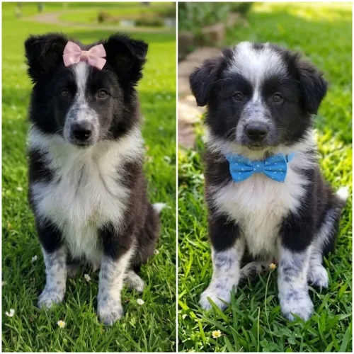 Filhotes de border collie com pedigree