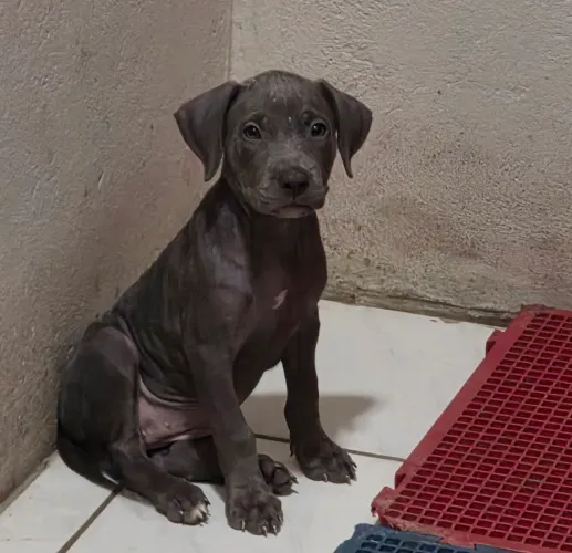 Pitybull femea blue