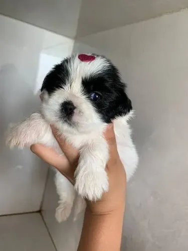 Doação de shih tzu