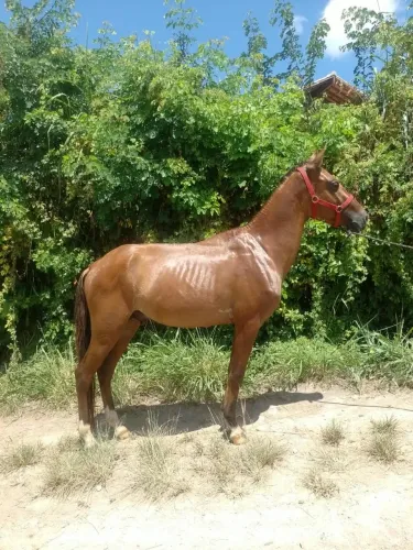 Vende-se e troca-se potro natural de marcha picada andando muito