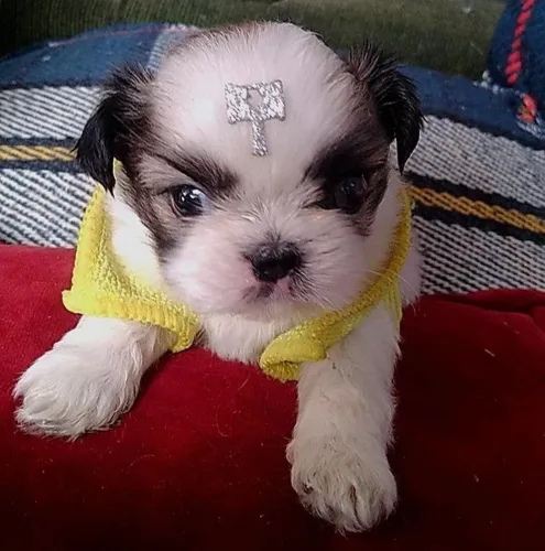 Á venda ,filhote de cachorro da raça: Shi tzu macho, com 45 dias.