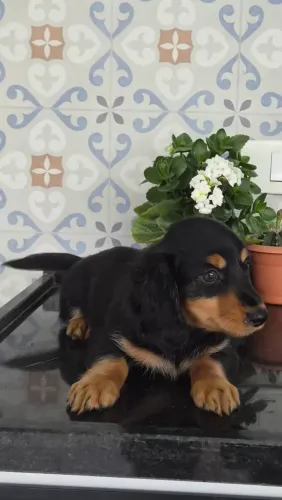 Basset machinho pelo longo 