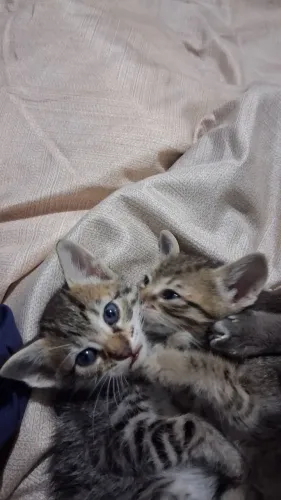 Gatinhos Disponíveis para Adoção 