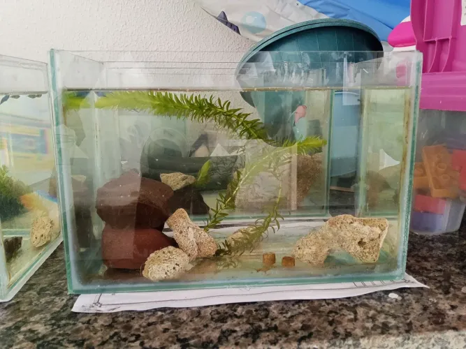 3 Aquários para peixes 10L