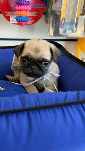 Pugs