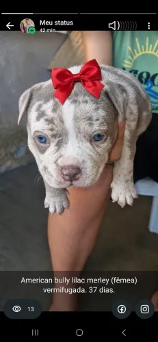 American bully lilac merley